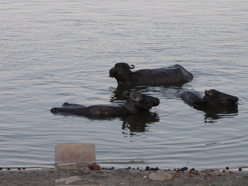 waterbuffel in ganges.jpg - De waterbuffels doen hun naam eer aan, en nemen een bad in de Ganges.